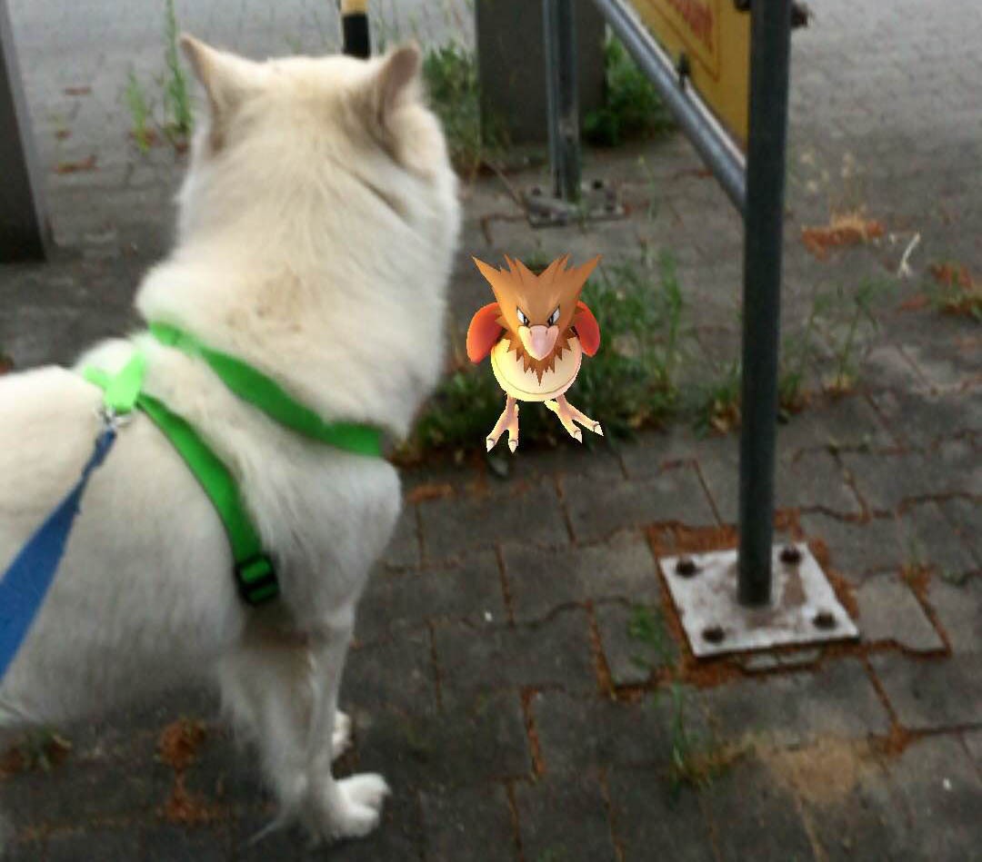 White dog and Spearow pokemon in Pokemon Go